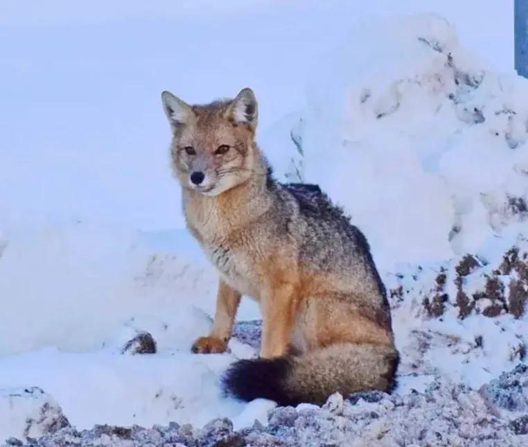 Culpeo Fox - ICPC Mascot